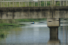 Alcedo atthis