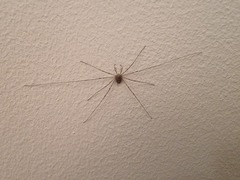 Dicranopalpus ramosus