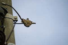Passer montanus