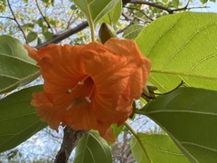 Cordia subcordata
