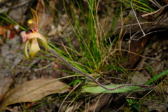 Caladenia cardiochila