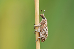 Cyphocleonus dealbatus