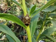 Asopinae