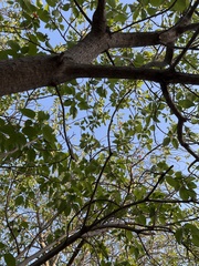 Cordia subcordata