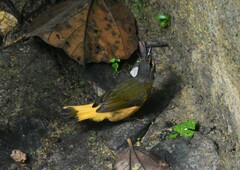 Myiothlypis fulvicauda