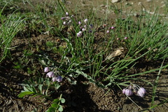 Allium vodopjanovae