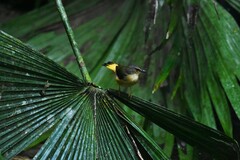 Myiothlypis fulvicauda