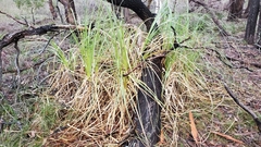 Cortaderia selloana