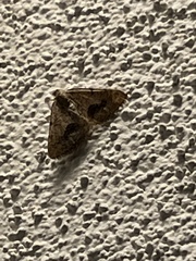 Frederickia s-signata