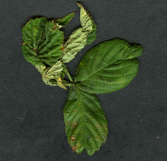 Rubus fruticosus