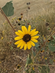 Helianthus petiolaris