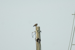 Falco tinnunculus