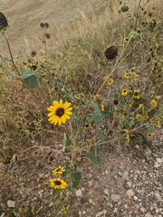 Helianthus petiolaris