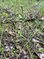 Pterostylis