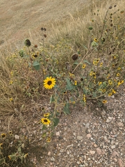 Helianthus petiolaris
