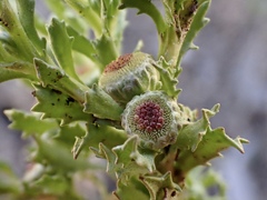 Centipeda cunninghamii