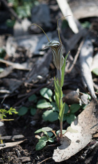 Pterostylis striata
