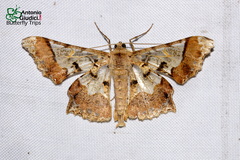 Krananda semihyalina