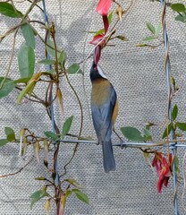 Acanthorhynchus tenuirostris