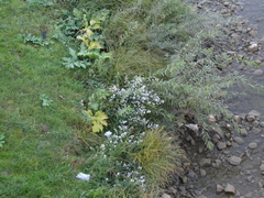 Symphyotrichum lanceolatum