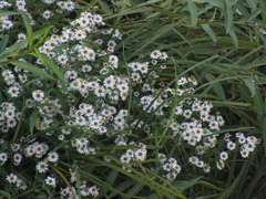 Symphyotrichum lanceolatum