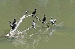 Phalacrocorax sulcirostris