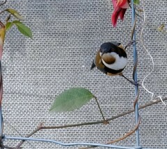 Acanthorhynchus tenuirostris