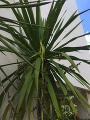 Dracaena cochinchinensis