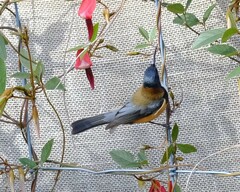 Acanthorhynchus tenuirostris