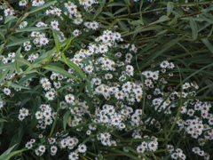 Symphyotrichum lanceolatum
