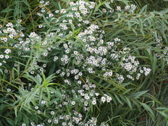 Symphyotrichum lanceolatum