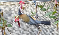 Acanthorhynchus tenuirostris