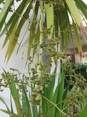 Dracaena cochinchinensis