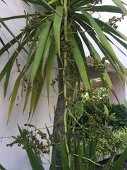 Dracaena cochinchinensis