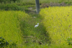 Ardea intermedia
