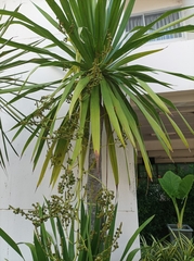 Dracaena cochinchinensis