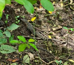 Varanus salvator macromaculatus