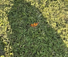 Danaus plexippus plexippus