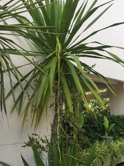 Dracaena cochinchinensis
