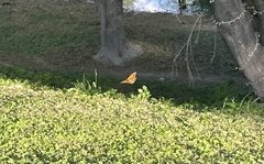 Danaus plexippus plexippus