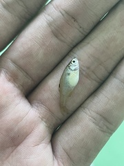Rhodeus