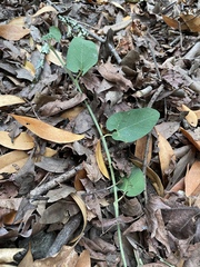 Aristolochia californica