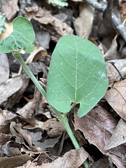 Aristolochia californica