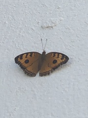 Junonia almana