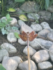 Neurothemis fulvia