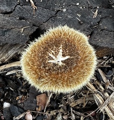 Lentinus crinitus