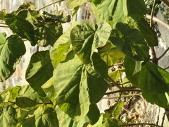 Paulownia tomentosa