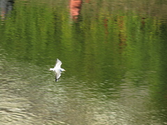 Chroicocephalus ridibundus