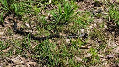 Pseudechis porphyriacus