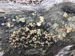 Myxarium nucleatum